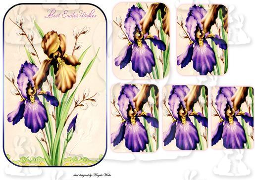 vintage iris