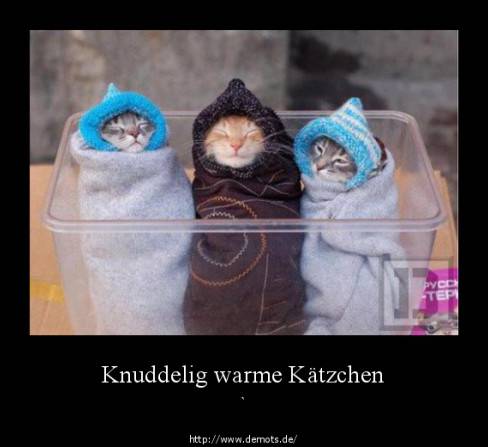Knuddelig warme Kätzchen
