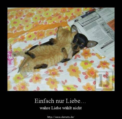 Einfach nur Liebe…