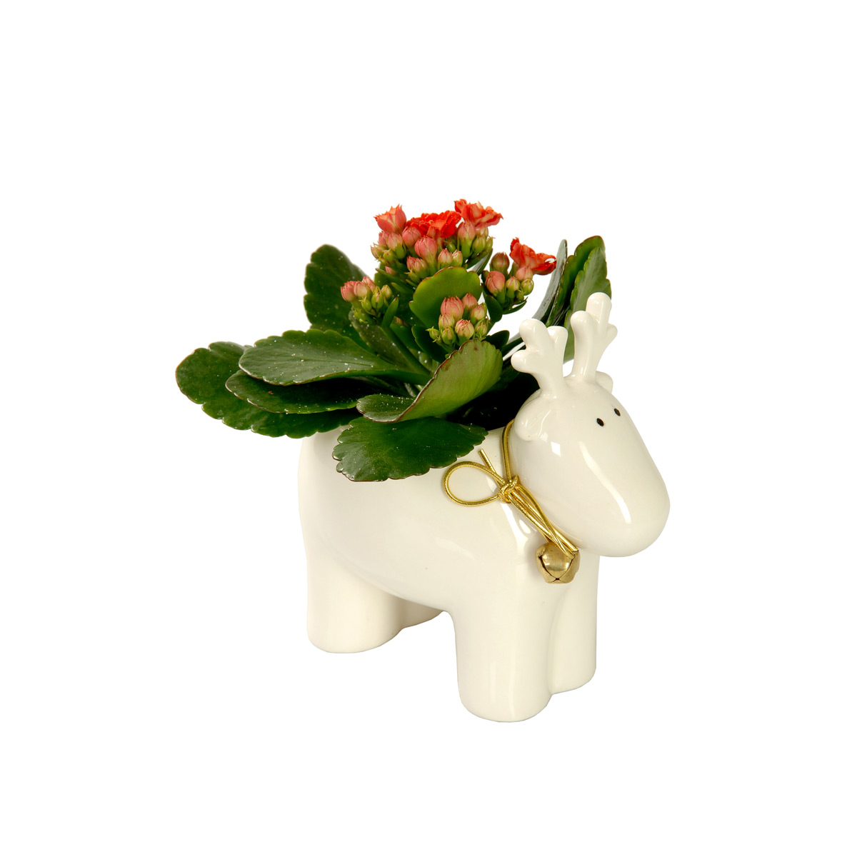 fabulous flower tips from a m s expert christmas fabulous flower tips from a m s expert christmas
