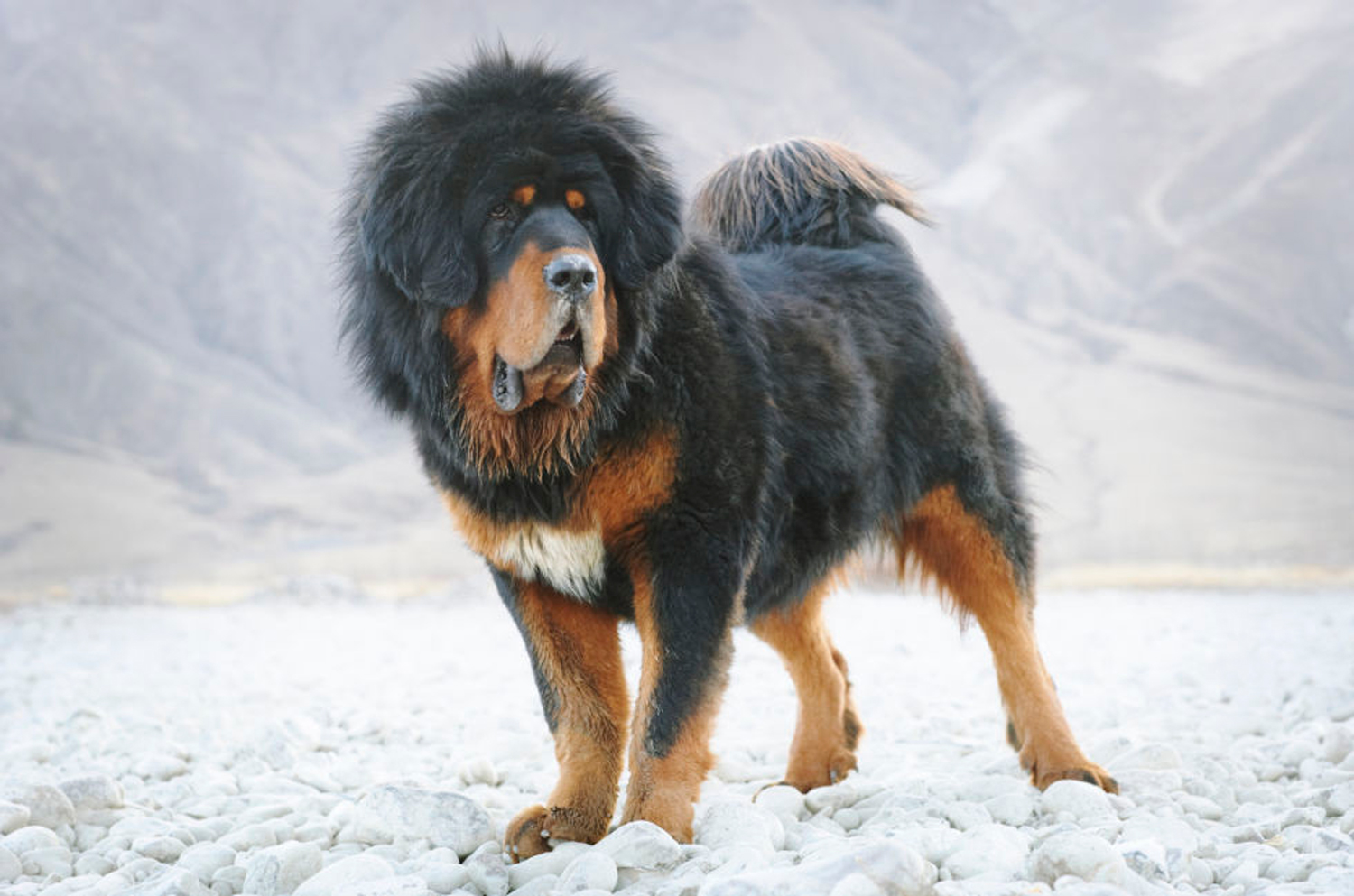 country puppy names the 20 most popular names town country magazine uk country puppy names the 20 most popular names town country magazine uk