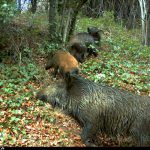 Un grup de senglars al bosc