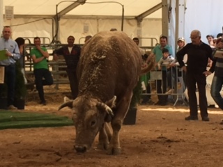 El toro guanyador