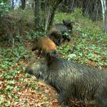 L'alt nombre de senglars al Montseny ha causat algun incident a les carreteres de la zona
