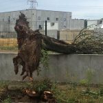 Un arbre caigut per una ventada en una imatge d'arxiu