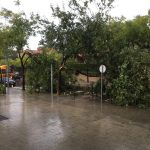 Arbres caiguts al carrer Josep Umbert