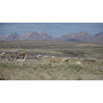 The gold of the andes - the inoue brothers