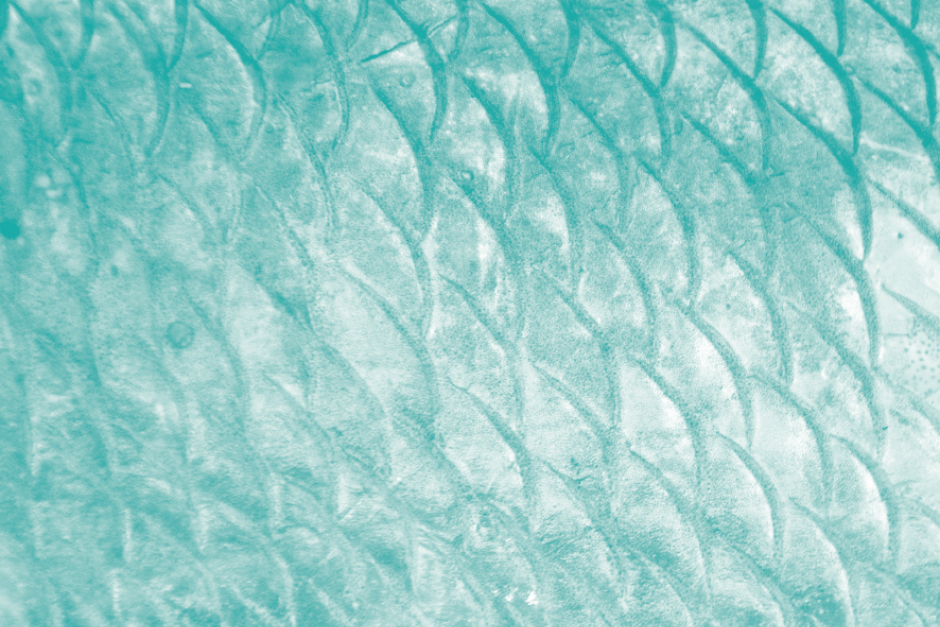 Full_width_aixa04