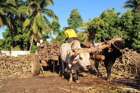 Sugarcane Transport