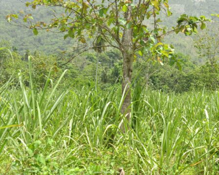 Wild Sugarcane