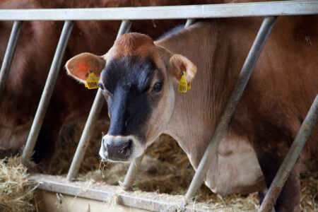 Jersey Cow 2