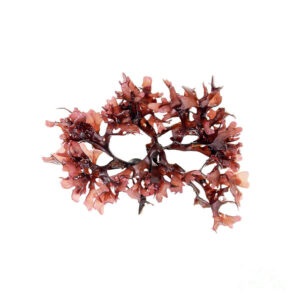 Irish Moss Seaweed Jennifer Booher