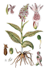 Marsh Orchid