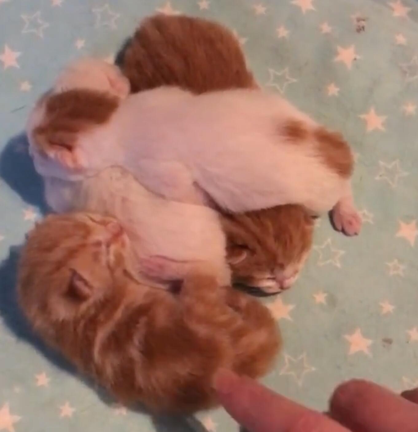 2 beautiful kittens in Eastbourne FridayAd