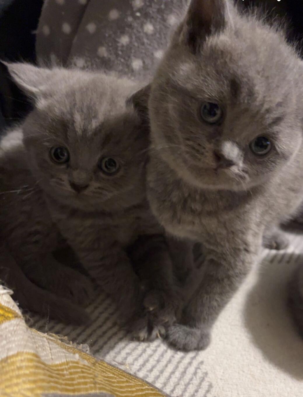 6 beautiful British blue shorthair kittens for sale in Luton FridayAd