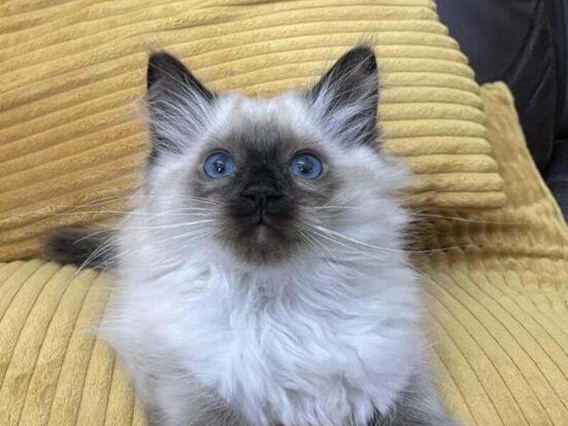 Stunning Ragdoll Kittens for sale in Blackpool FridayAd