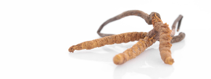 Der Cordyceps hat einen nebenwirkungsfreien tonisierenden Effekt für Körper und Seele. Gesellschaft für Vitalpilzkunde e.V.