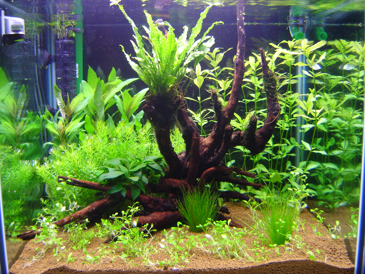 Starting a planted aquarium Maidenhead Aquatics