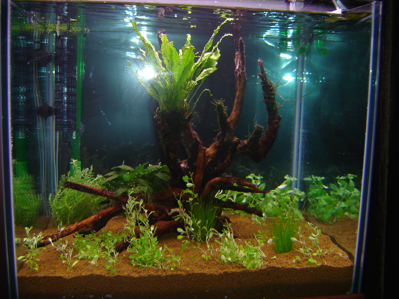 Starting a planted aquarium Maidenhead Aquatics