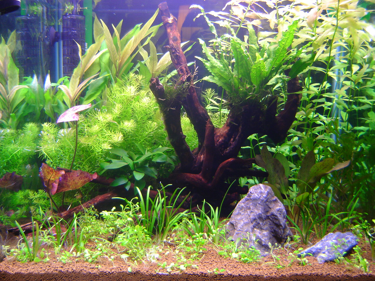 Starting a planted aquarium Maidenhead Aquatics