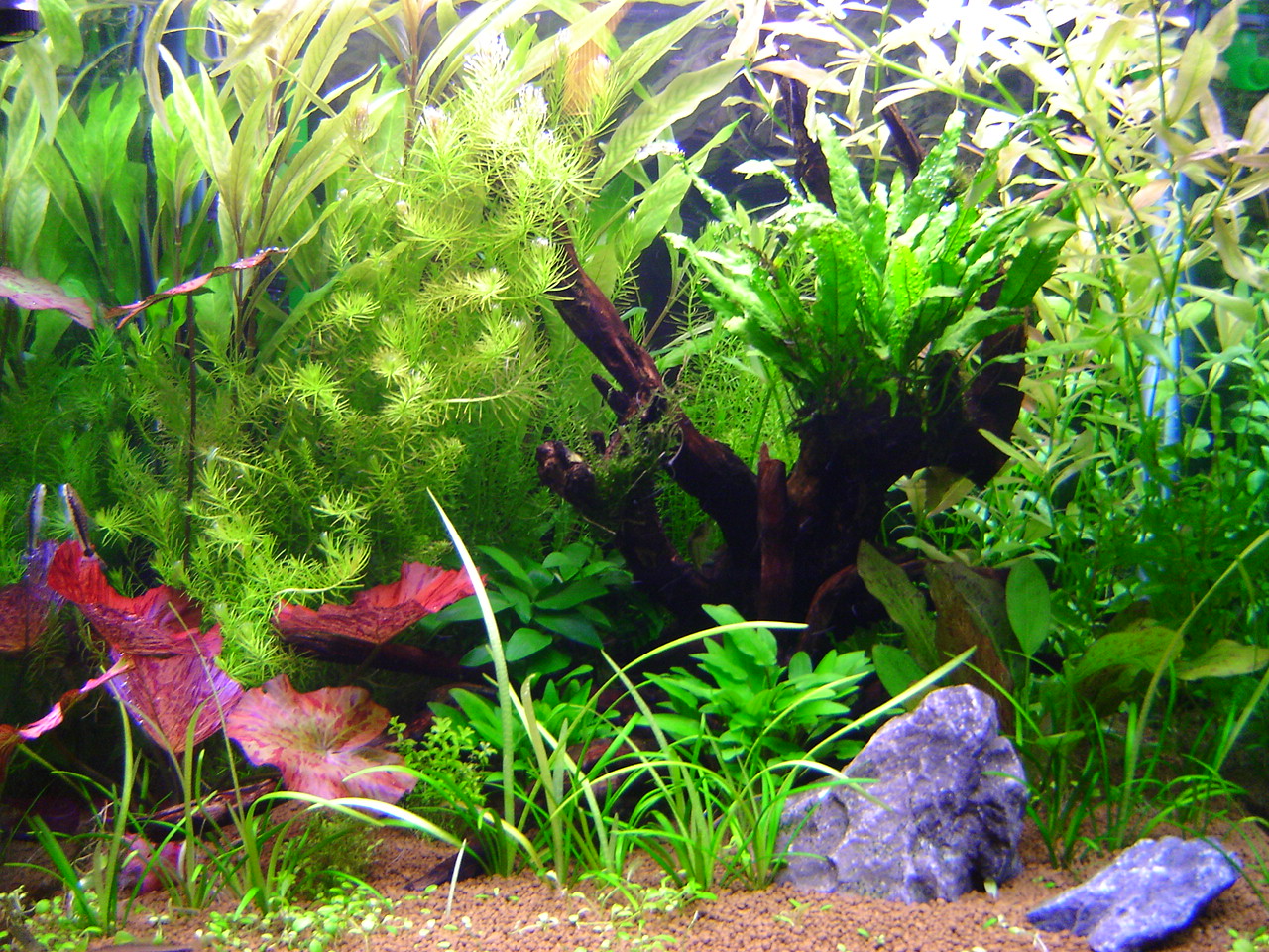 Starting a planted aquarium Maidenhead Aquatics