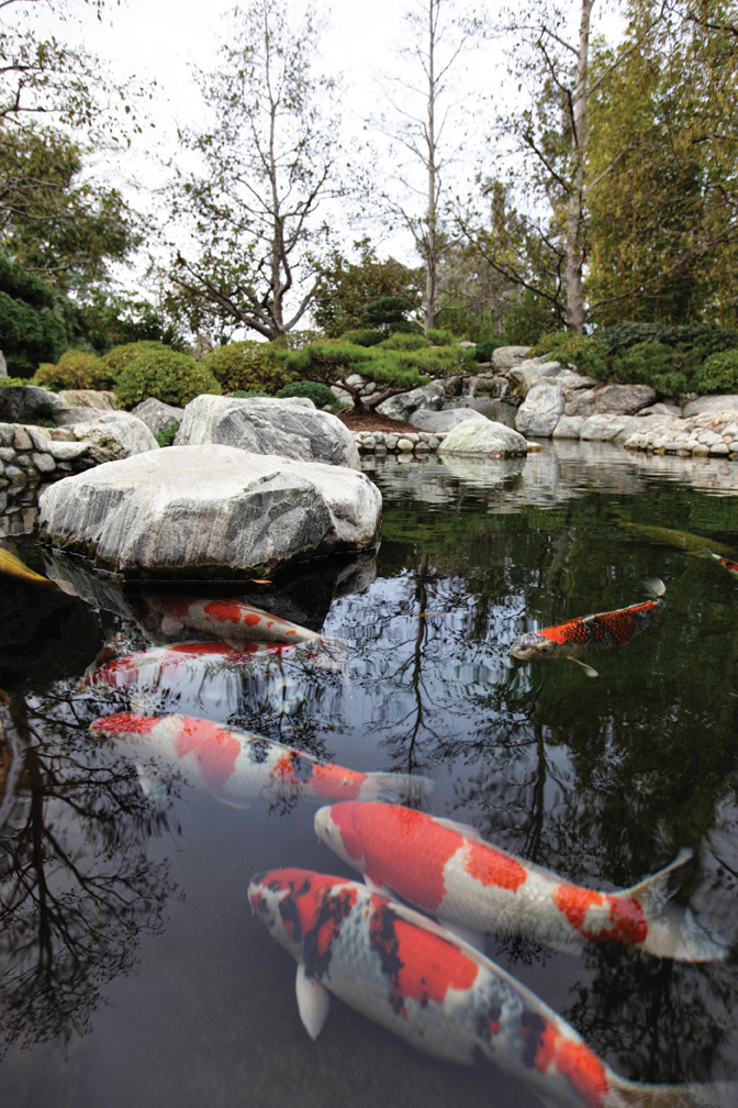 Seasonal pond and water feature care Maidenhead Aquatics