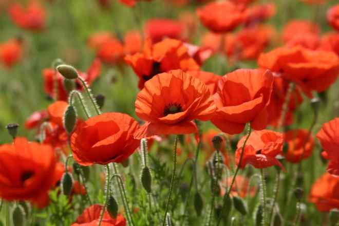 Act of Remembrance
