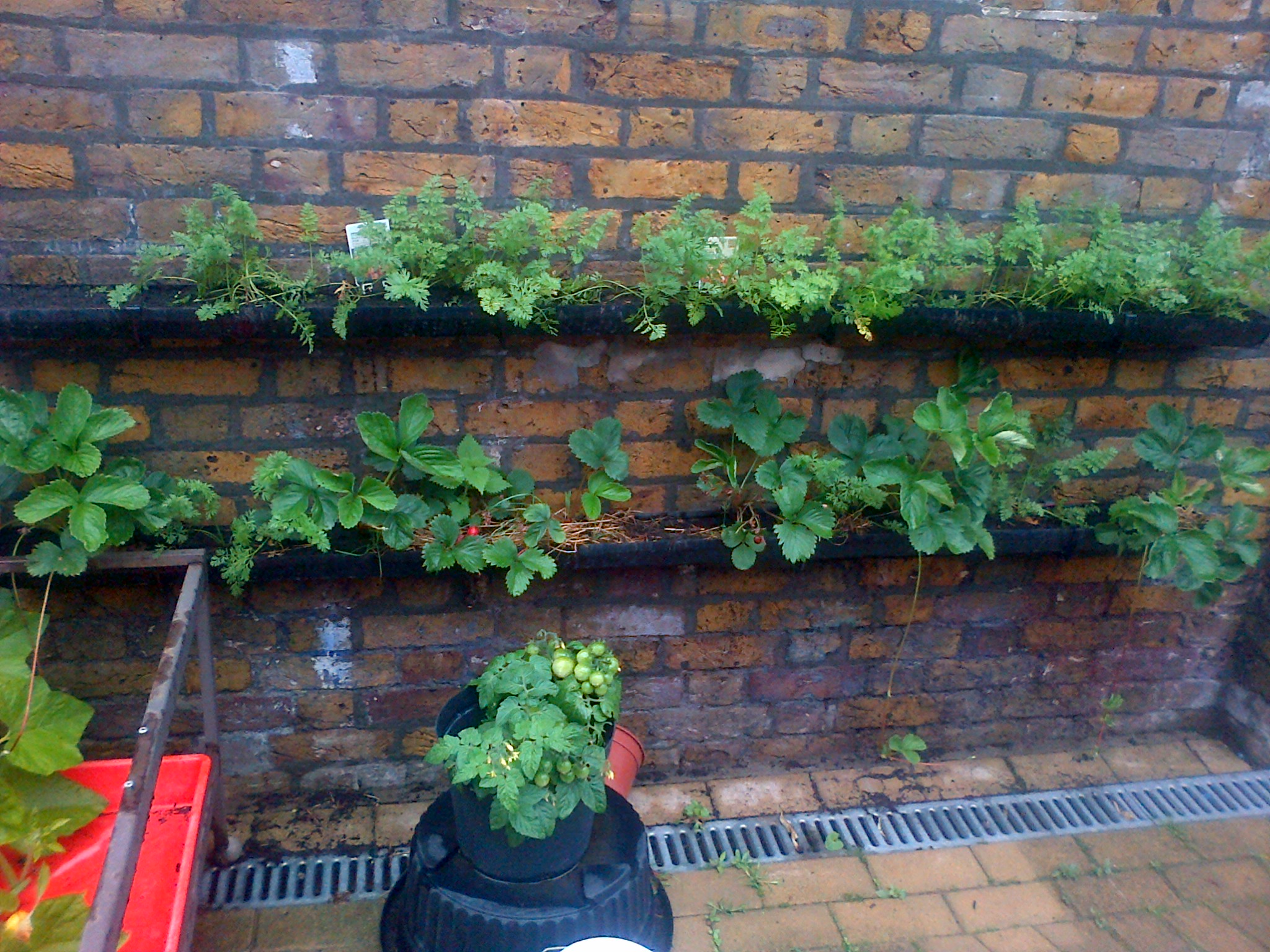 Strawberries and Carrots, Brindishe Green School Nursery