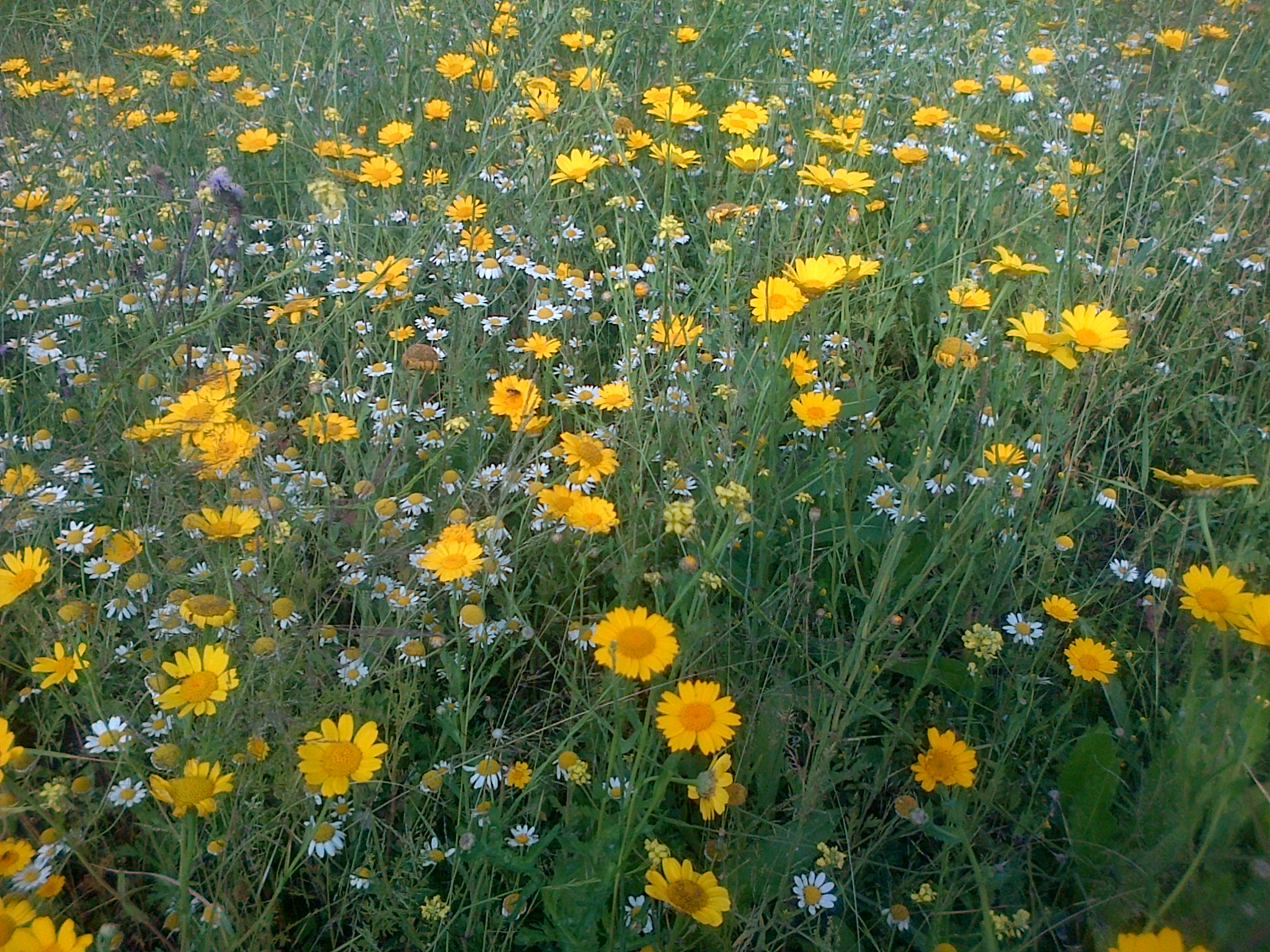 St Mungos Centre- Wildflower Meadow