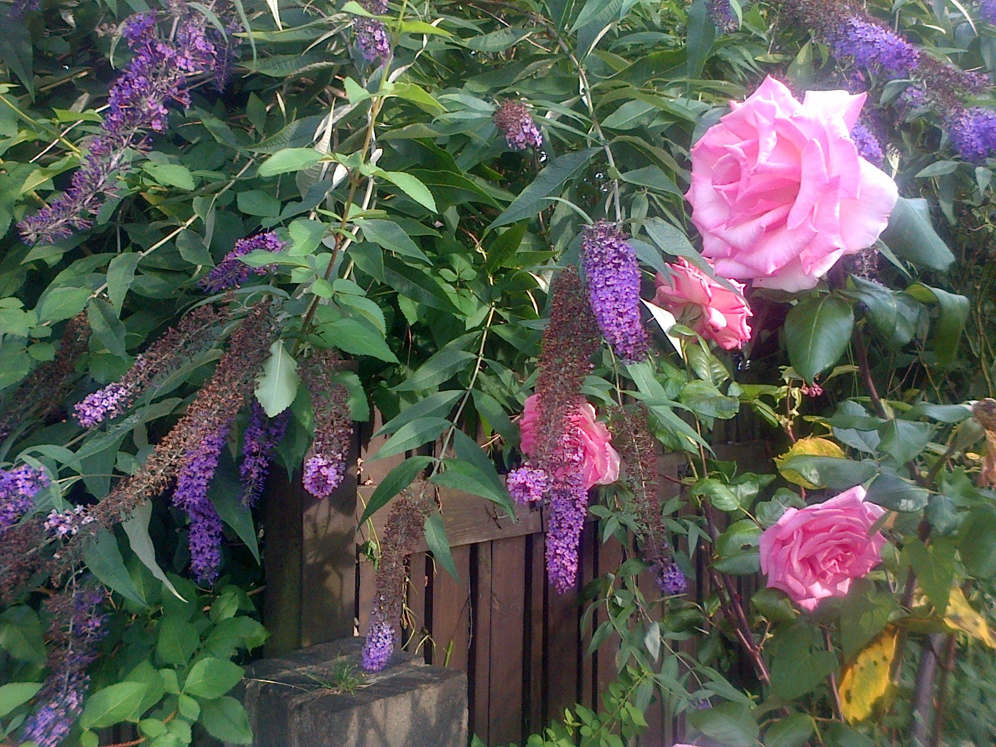 IMG-20140707-02709