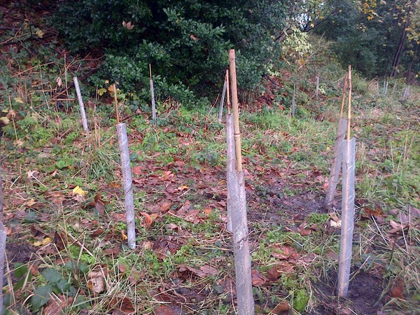 embankent_Planting2