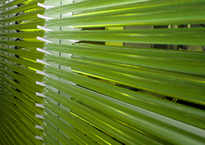 Algae - the new crude oil