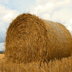Waste straw can be used to fuel biomass boilers