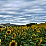 Scientists at University of Wisconsin-Madison have discovered a way to emulate the heliotropism observed in sunflowers