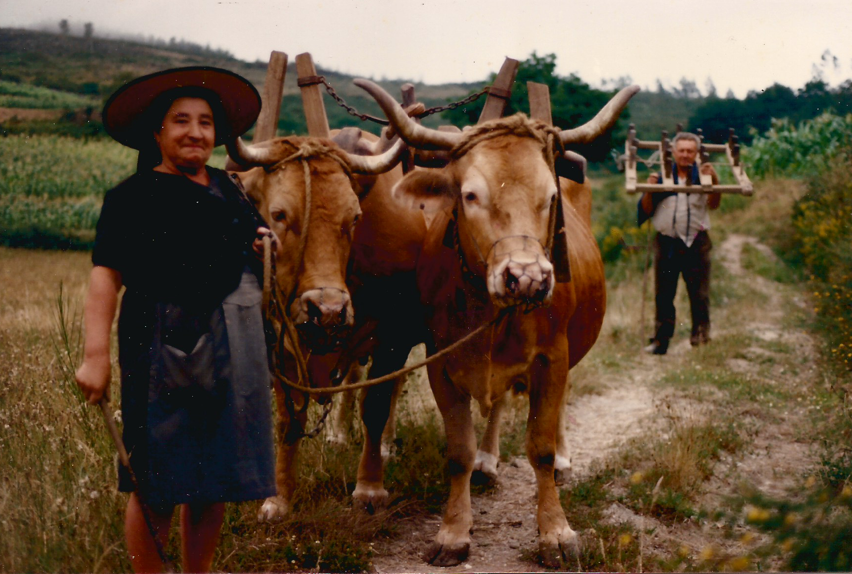 Bois 1986