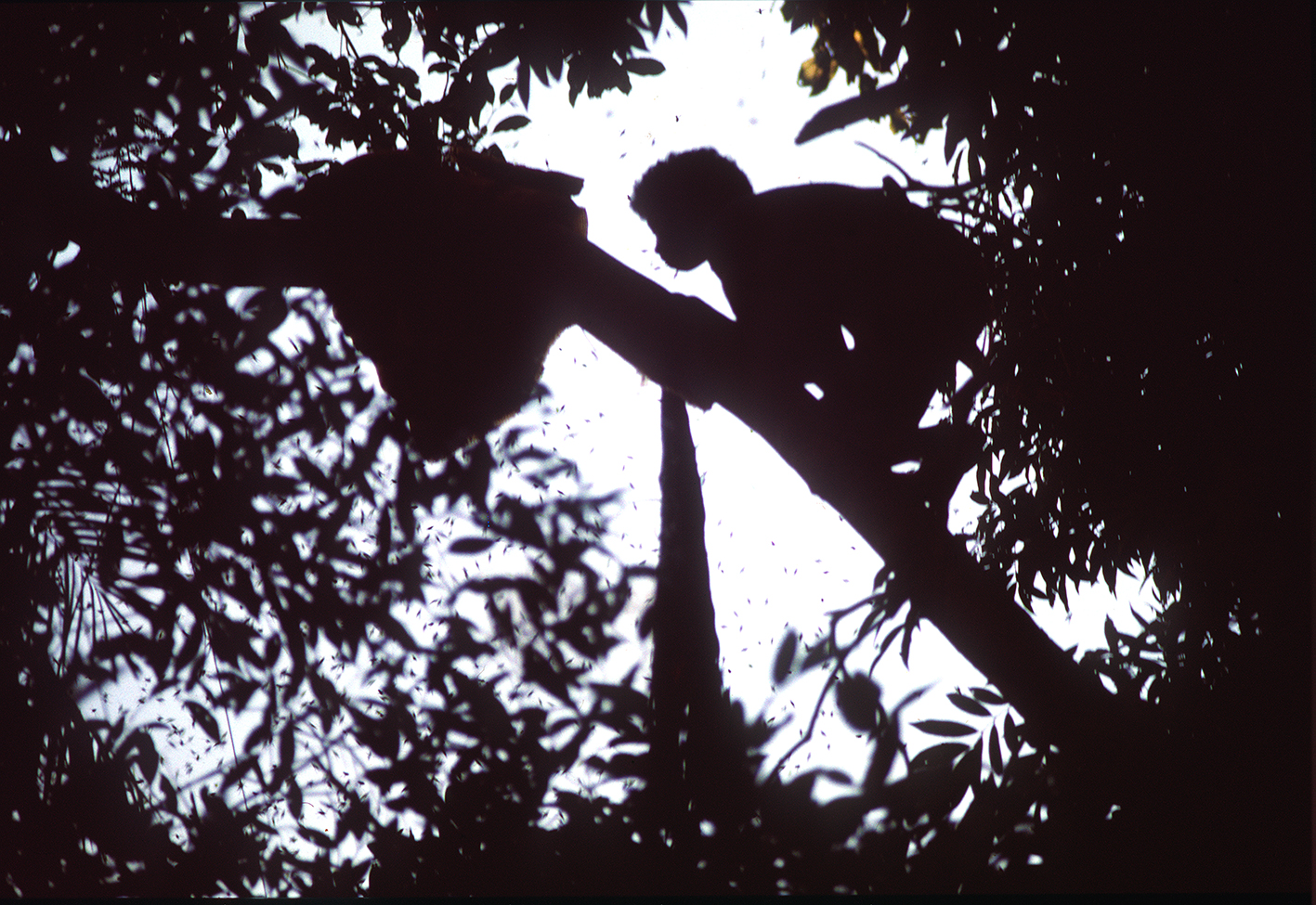 Honey gathering copia