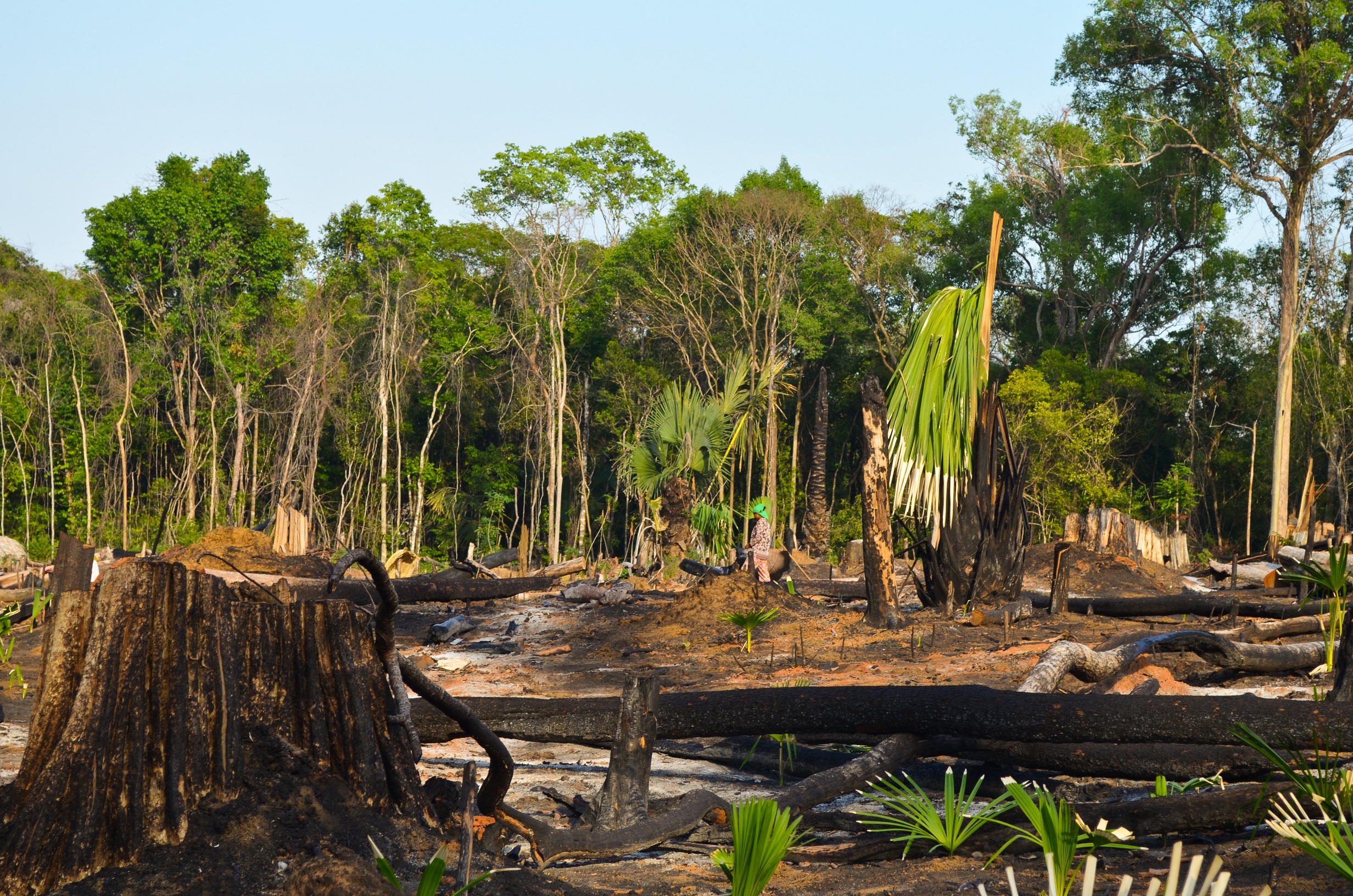 Cleared forest nerea turreira garcia
