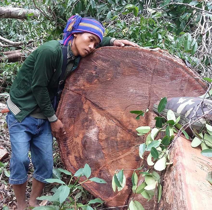 Plcn save our trees campaign plcn