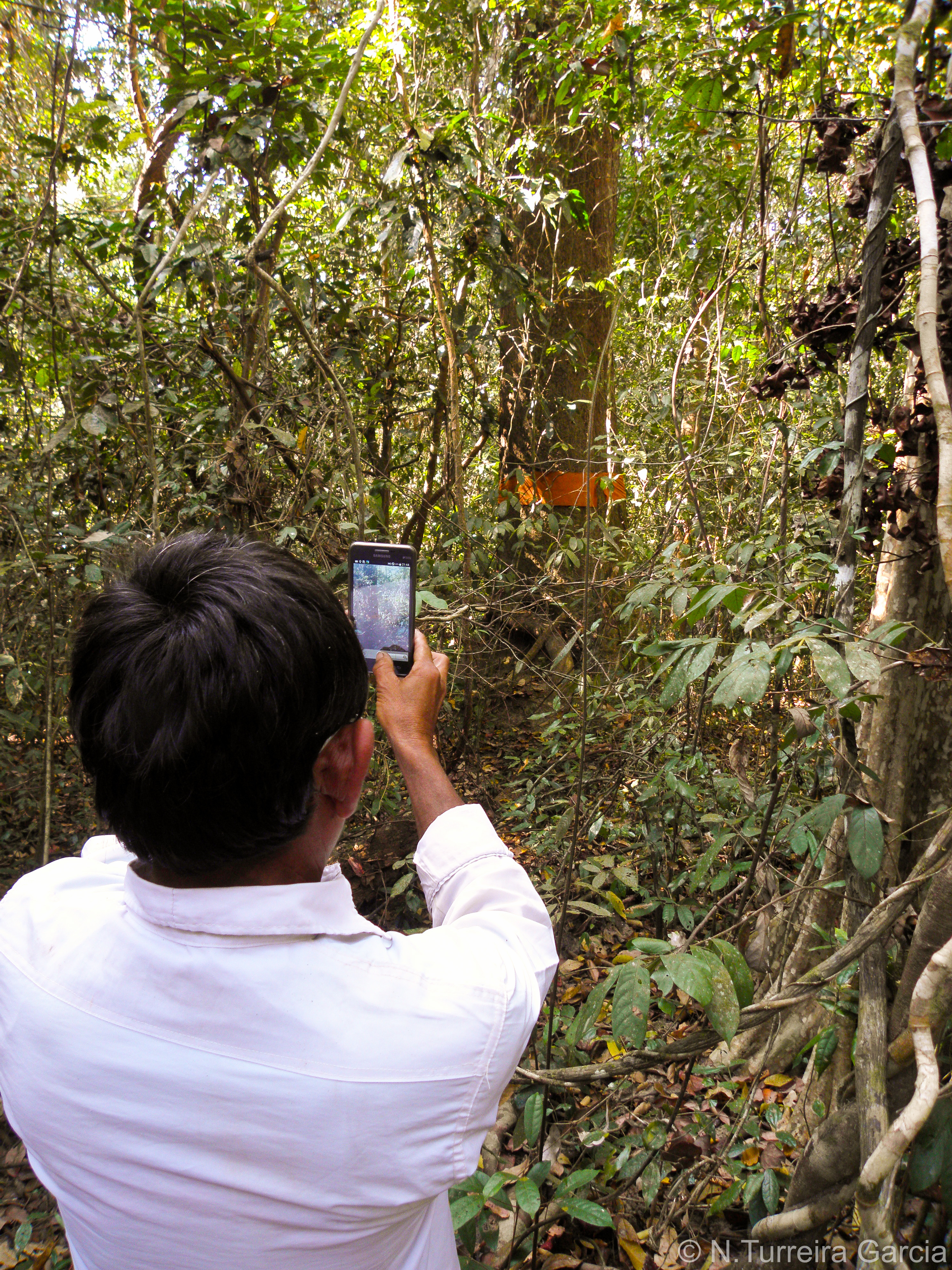 Documentation of ordained spirit tree nerea turreira garcia