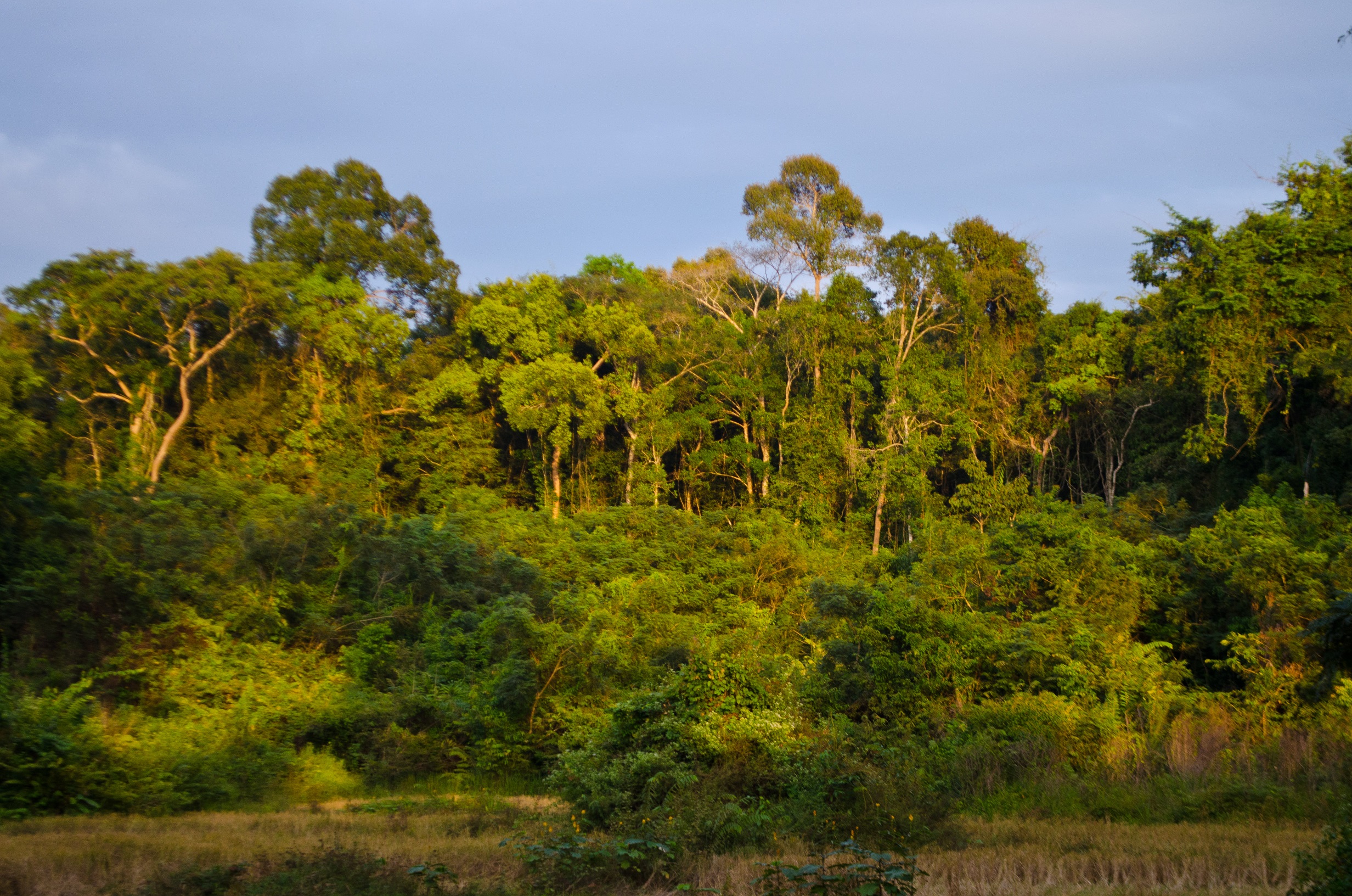 Prey lang forest nerea turreira garcia
