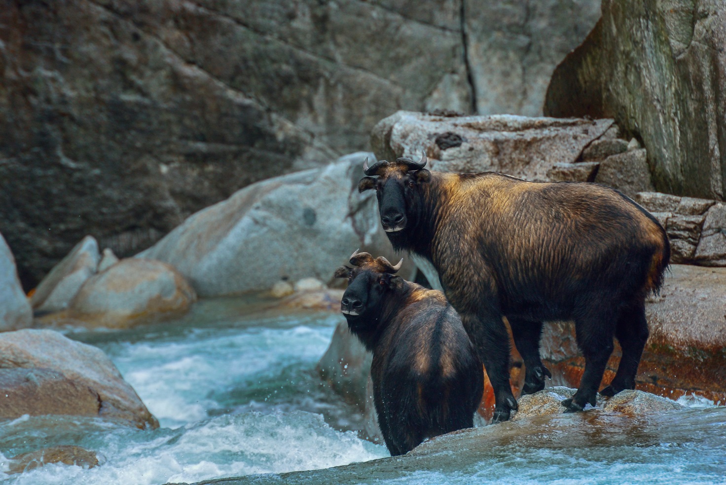 Gaoligong antelope