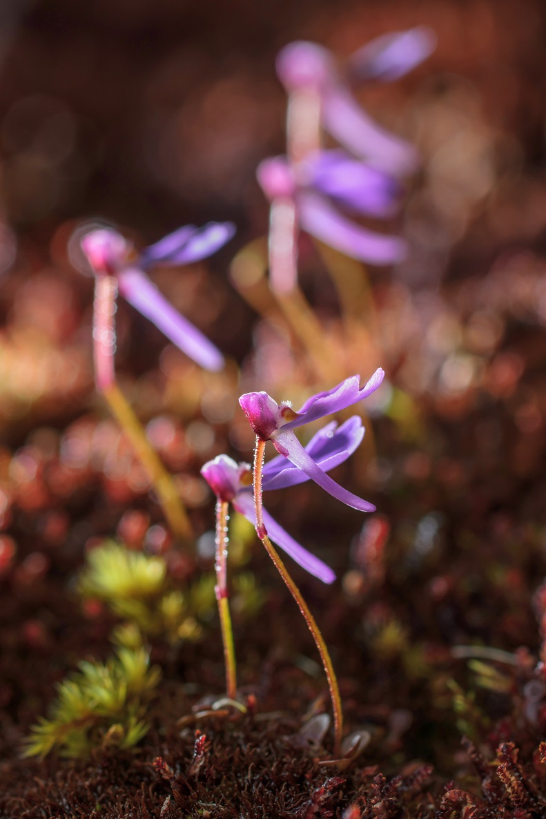 Utricularia cellars