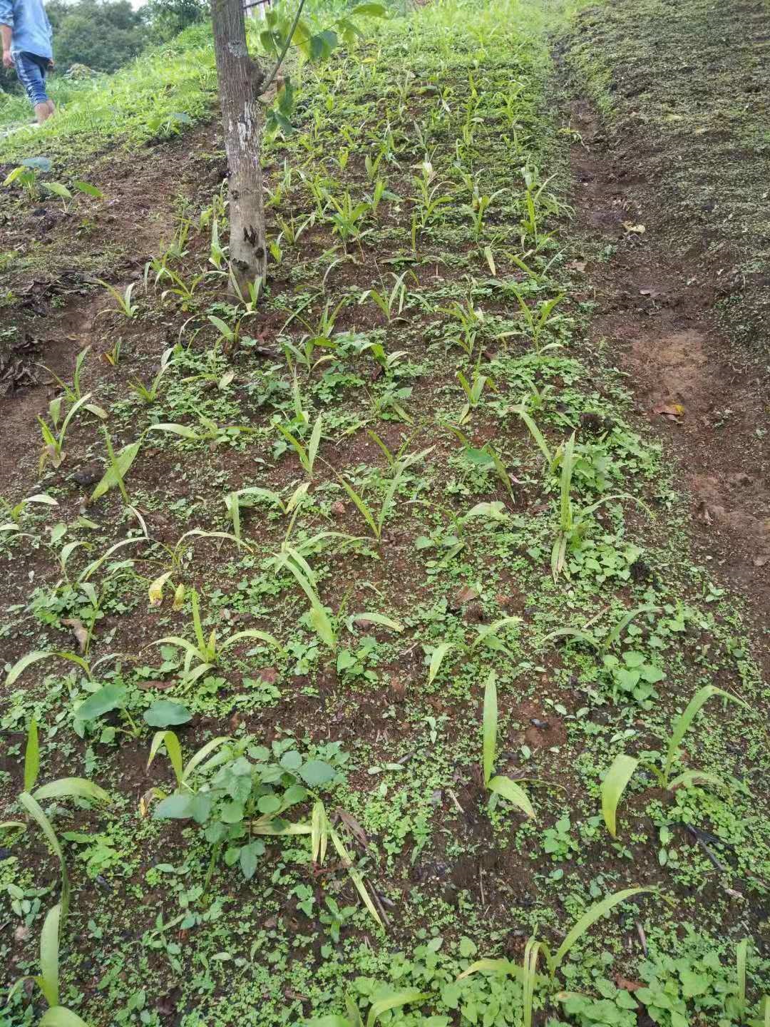 Understory planting