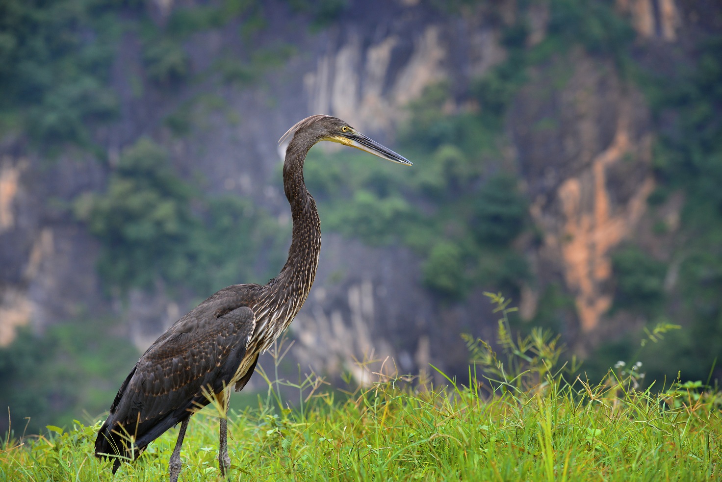 White bellied heron