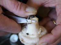 comment nettoyer champignon