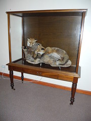 antique furniture victorian display cabinet tax Victorian display cabinet Tax