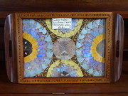 butterfly tray