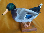 Mallard Drake Taxidermy