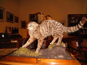 Taxidermy Scottish Wild Cat