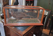 Cased pheasant